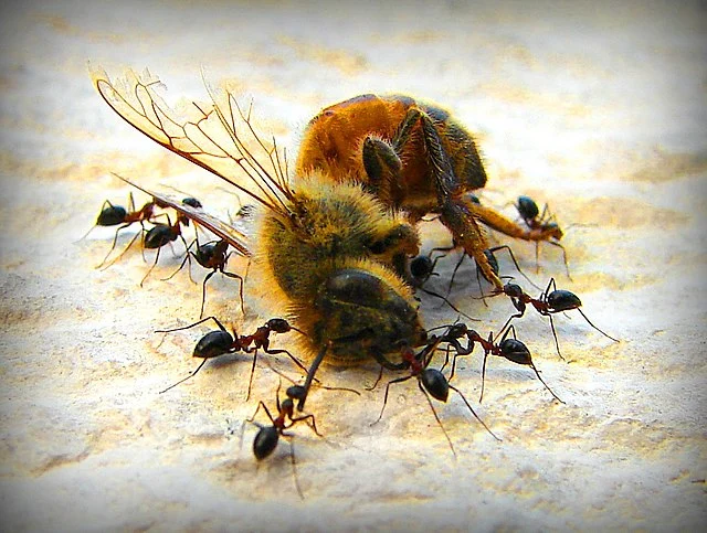 Hamed_Saber_-_Delicious_Dead_Bee_and_Hungry_Ants__by_
